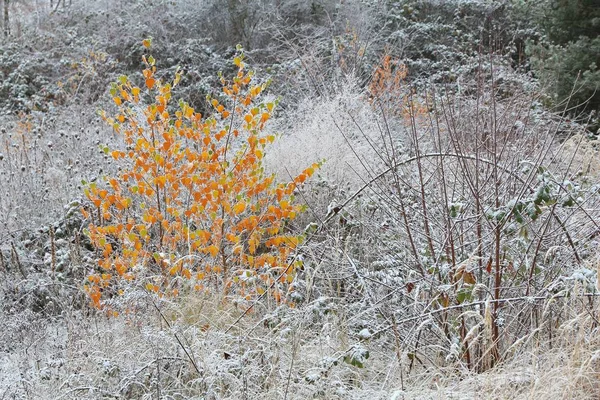 Folhas de outono no inverno — Fotografia de Stock