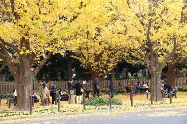 Осенние листья Синдзюку — стоковое фото