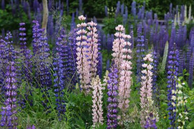 Norveç acı bakla çiçekler