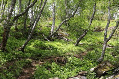 Norveç orman yürüyüşü