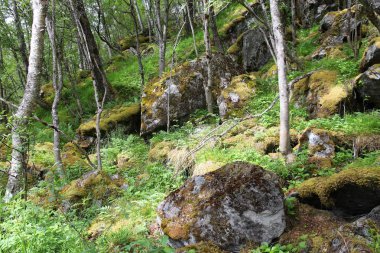 Norveç yürüyüş yolu - Hordaland ilçesinde Trolltunga (Trol Dili) yakınlarında bir orman.
