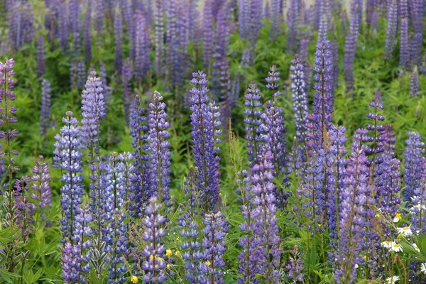 Norway lupine flowers — Stock Photo, Image