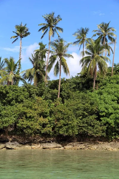 Pohon palem Filipina — Stok Foto