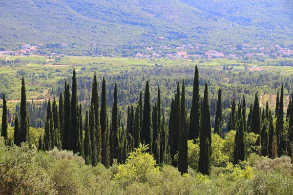 Croatia cypress landscape — Stock Photo, Image