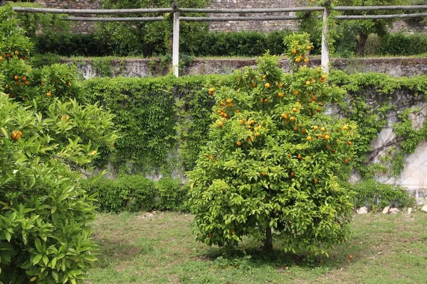 Jardín de naranjos — Foto de Stock