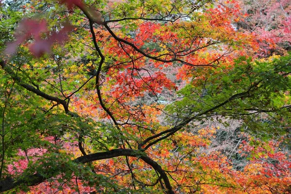 Japon feuillage d'automne — Photo