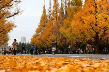 Tokyo sonbahar ağaçlar