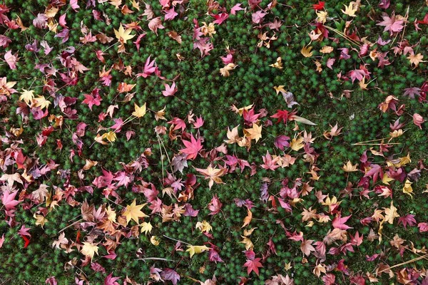 Jardín de musgo japonés — Foto de Stock