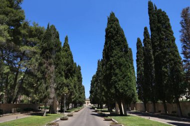 İtalya selvi ağaçları