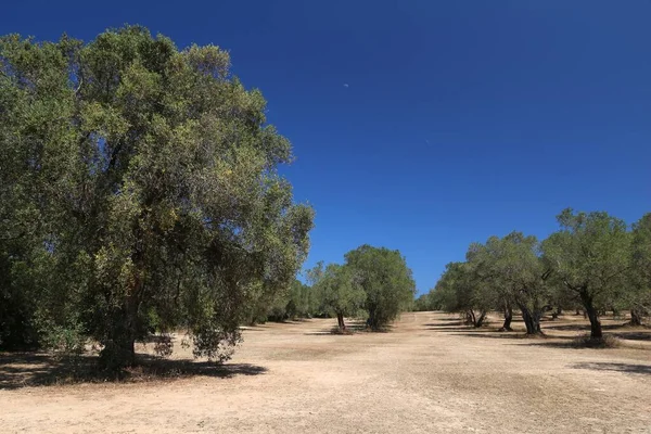 Ιταλία ελαιώνας — Φωτογραφία Αρχείου