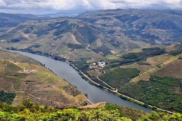 Portugalsko Vinice Krajina Krajiny Hills Douro River Valley Alto Douro — Stock fotografie