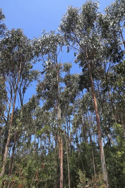 Portugal Eucalyptusbos Bij Figueira Foz — Stockfoto