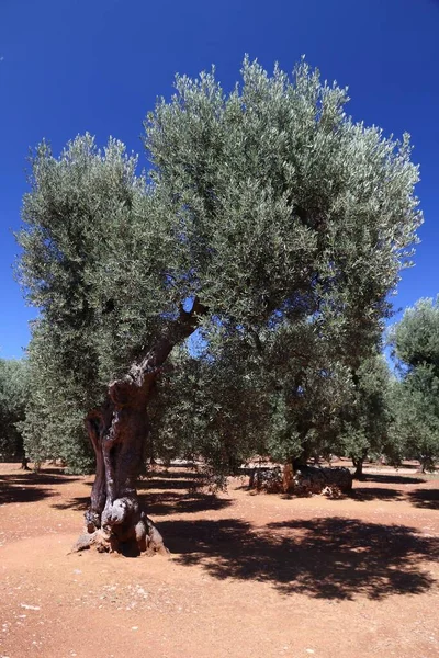 Apulia Régi Olajfák Olívaolaj Előállító Régió Bari Tartományban Olaszországban Olajfaliget — Stock Fotó