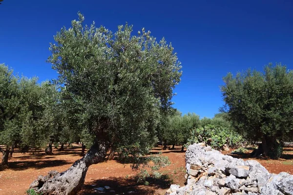 Apulia Régi Olajfák Olívaolaj Előállító Régió Bari Tartományban Olaszországban Olajfaliget — Stock Fotó