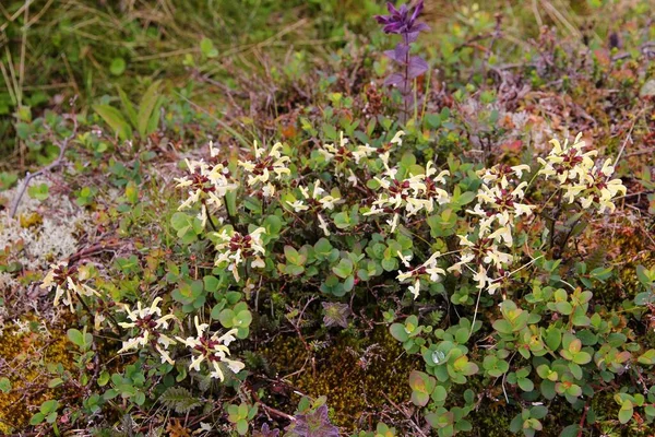 Alpine Flowers Norway Flora Saltfjellet Svartisen National Park Pedicularis Lapponica — 스톡 사진