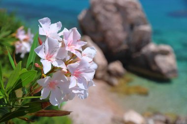 Dalmaçya Adriyatik kıyısı. Hırvatistan kıyı manzarası. Mice sahilleri ve sahilleri.