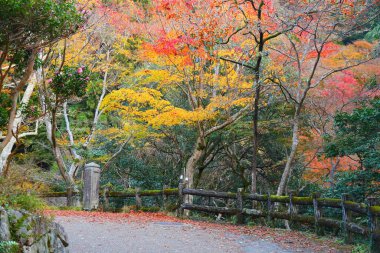 Japonya, Osaka yakınlarındaki Minoo Parkı 'nda sonbahar renkleri.