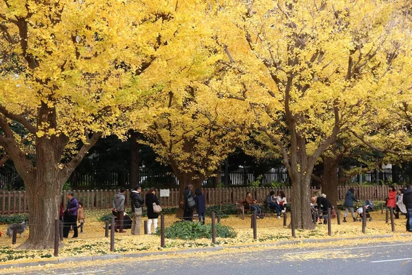 Tokyo Japão Novembro 2016 Pessoas Celebram Folhagem Outono Avenida Ginkgo — Fotografia de Stock