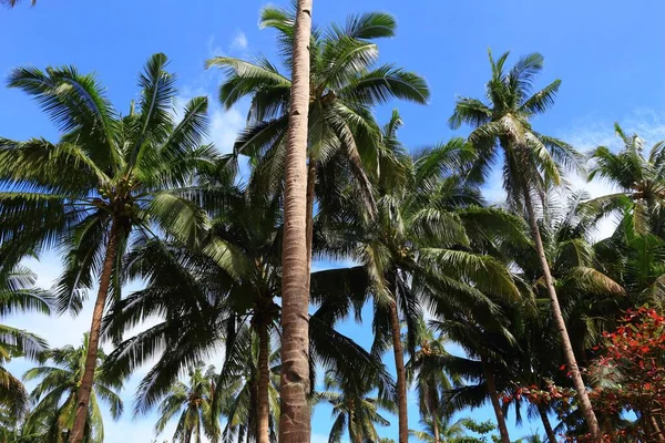 Palm Trees Palawan Natural Landscape Philippines — Stock Photo, Image