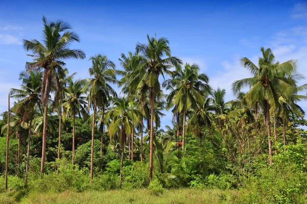 Palm Trees Palawan Beautiful Landscape Philippines — Stock Photo, Image