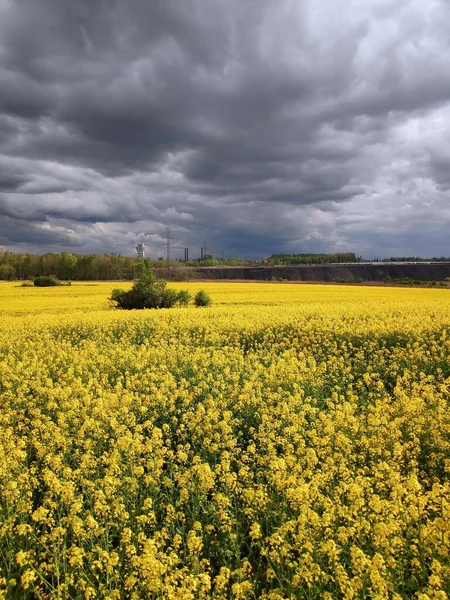 Canola Field Silesia Region Poland Rural Spring Landscape Dramatic Stormclouds — Stock Photo, Image
