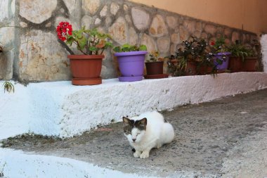 Yunanistan 'da Kedi - Korfu Adası beyaz tekir kedisi.