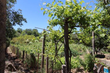 Yunanistan 'daki üzüm bağı - Korfu Adası' ndaki asma tarlası.