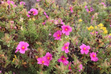 Kaya gülü bitkisi türü: gri yapraklı cistus (Cistus albidus). Geleneksel olarak alternatif tıpta ilaç olarak kullanılan çalı..