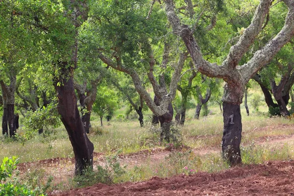 ポルトガルのAlentejo地域におけるコルクの木のプランテーション — ストック写真
