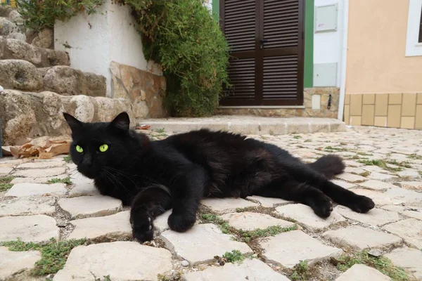 Black Cat Green Eyes Town Street Ferragudo Portugal — Stock Photo, Image