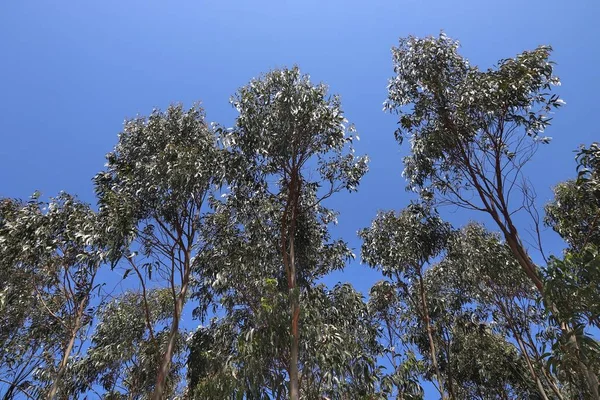 Portugal Forêt Eucalyptus Près Figueira Foz Nature Portugaise — Photo
