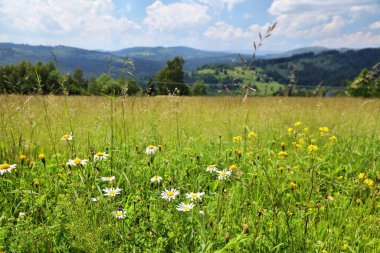 Polonya 'daki Zywiec Beskids (Beskid Zywiecki)' de kır çiçekleri. Silezya bölgesi doğası.