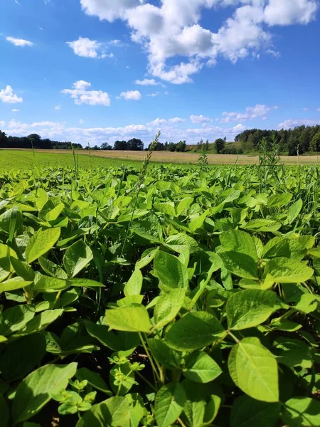 Sojabönsodling Europa Sojabönsfält Nära Tarnowskie Gory Polen — Stockfoto