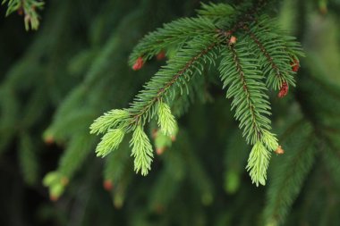 Avrupa ladin ağacı yeni büyüme (daha parlak yeşil). Picea abies ağacı.