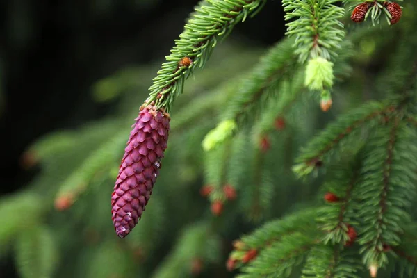 Europeisk Gran Färsk Kon Picea Abies Träd — Stockfoto