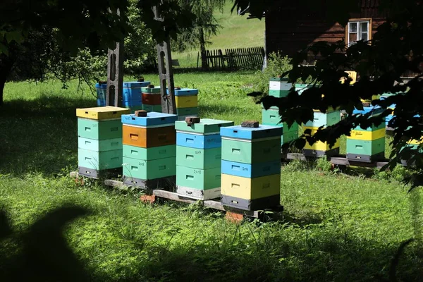 Kleiner Bauernhof Der Nähe Von Zywiec Polen Bunte Bienenstöcke — Stockfoto