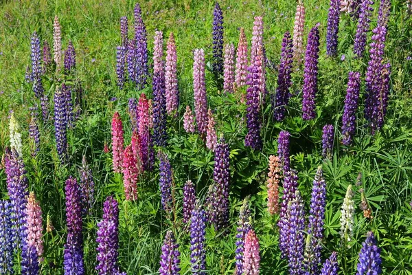 Norveç Lupine Çiçekleri Baklagiller Familyasından Bitkiler Fabaceae — Stok fotoğraf