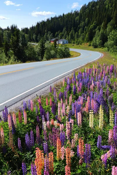 Norveç Telemark Bölgesinde Manzaralı Bir Yol Boyunca Lupine Çiçekleri — Stok fotoğraf