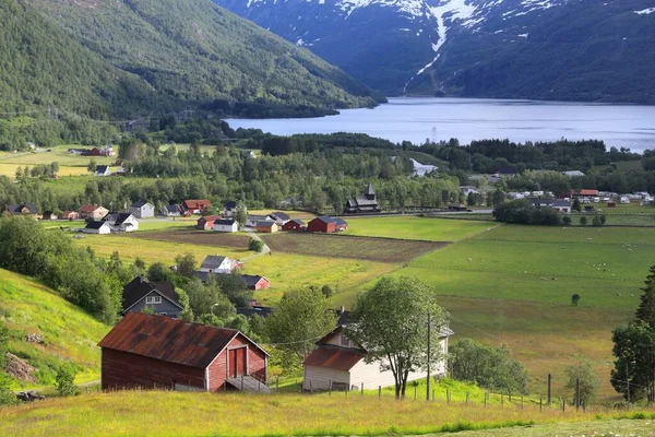 Roldal Noruega Paisagem Campo Com Flores Tremoço Região Hordaland — Fotografia de Stock