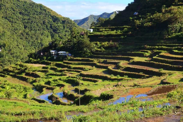 Terraços Arroz Nas Filipinas Arroz Paddies Vale Batad — Fotografia de Stock