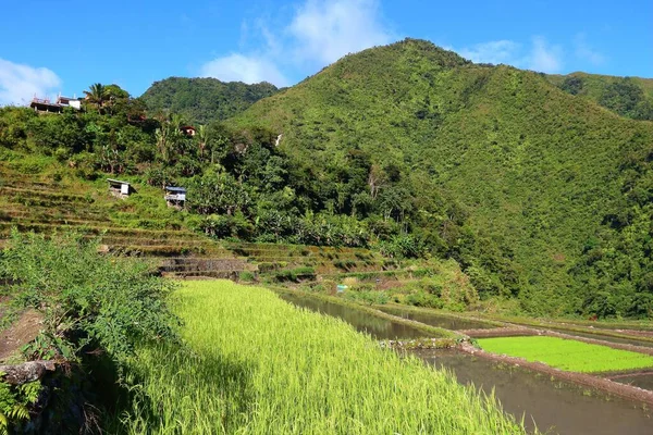 Reisterrassen Auf Den Philippinen Reisfelder Tal Von Batad — Stockfoto