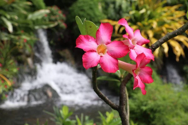 Guadeloupe Caribbean Vacation Destination Botanical Garden Deshaies — Stock Photo, Image