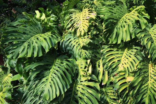 モンステラは後に残る 植物園の自然ジャングルの緑の背景 — ストック写真