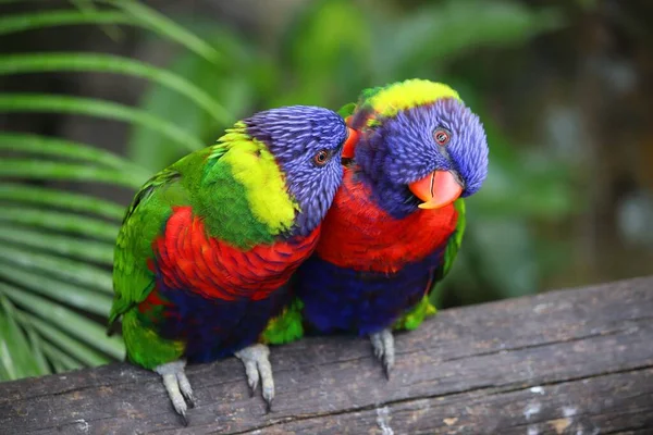 Rainbow Lorikeet Parrots Deshaies Botanical Garden Guadeloupe Island — стокове фото