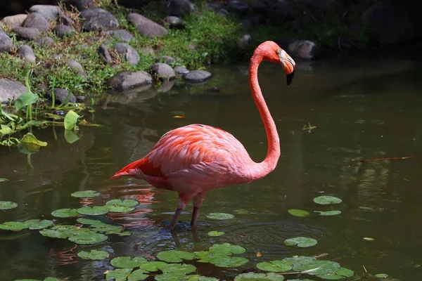 Różowy Ptak Brodzący Flamingiem Ogrodzie Botanicznym Deshaies Wyspa Gwadelupa — Zdjęcie stockowe