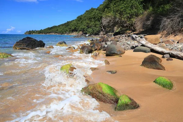 Gwadelupa Piaszczysta Plaża Karaibski Krajobraz Wakacyjny Plaża Grande Anse — Zdjęcie stockowe
