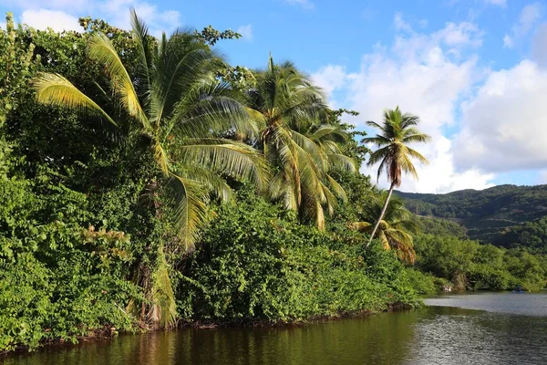 Pemandangan Guadeloupe Tanaman Rimbun Subur Dan Laguna Pulau Basse Terre — Stok Foto