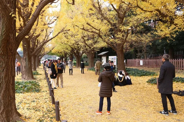 Токио Япония Ноября 2016 Года Люди Празднуют Осеннюю Листву Гинкго — стоковое фото