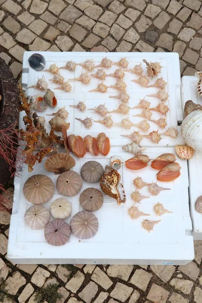 Sea Shell Market Stand Local Fishermen Ferragudo Portugal Sell Found — Stock Photo, Image