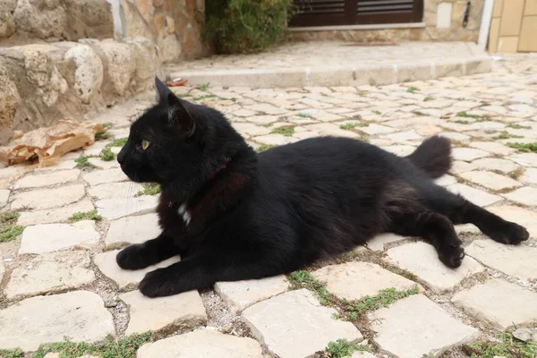 Black Cat Town Street Ferragudo Portugal — Stock Photo, Image